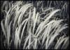 Grass, Glacier Bay, National Monument