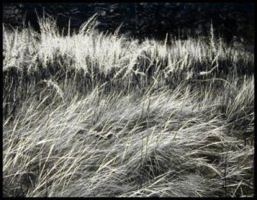 Grass, [Yosemite Valley]
