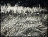 Grass, [Yosemite Valley]