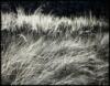 Grass, [Yosemite Valley]