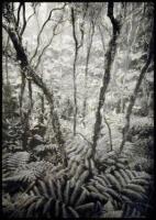 Rain Forest, Hawaii National Park