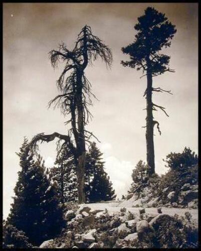 California Trees