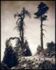 California Trees