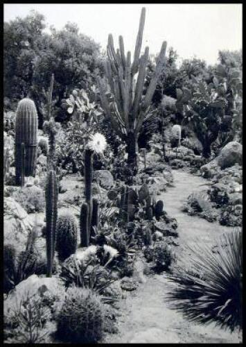 Desert Bloom