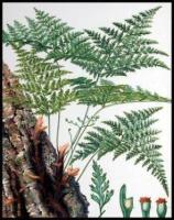 European Ferns