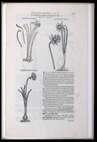 A Leaf from the 1583 Rembert Dodoens Herbal printed by Christopher Plantin