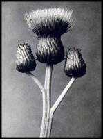 Urformen der Kunst: Photographische Planzenbilder von Professor Karl Blossfeldt