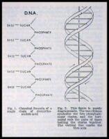 Molecular Structure of Nucleic Acid. A Structure for Deoxyribose Nucleic Acid... * Genetical Implications of the Structure of Deoxyribonucleic Acid * Helical Structure of Crystalline Deoxypentose Nucleic Acid