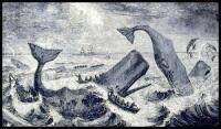 The Natural History of the Sperm Whale...To which is added, a Sketch of a South-Sea Whaling Voyage...