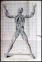 An Anatomical Exposition of the Structure of the Human Body