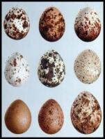 Life Histories of North American Birds, with Special Reference to Their Breeding Habits and Eggs