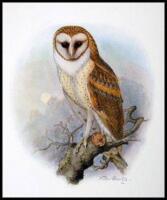 The Birds of California: A Complete, Scientific and Popular Account of the 580 Species and Subspecies of Birds Found in the State