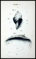 Common Sea-Shells of California