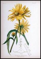 The Native Flowers and Ferns of the United States in their Botanical, Horticultural, and Popular Aspects