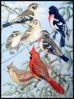 The Birds of Minnesota