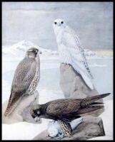 Birds of New York (New York State Museum, Memoir 12)