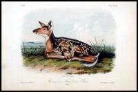 Lot of 13 hand-colored lithographed plates from an octavo edition of The Quadrupeds of North America and 1 from The Birds of America