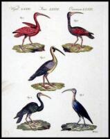 Lot of approx. 169 lithographed or engraved plates of ornithological subjects, most of them hand-colored