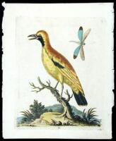 Lot of 10 hand-colored copper-engraved plates of birds