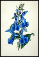 Lot of approx. 102 engraved or lithographed plates of flowers, all but a few either hand-colored or printed in colors
