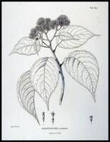 Lot of approx. 78 copper-engaved plates of plants and plant parts, most after J.P.F. Turpin