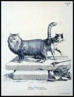 Lot of approx. 45 copper-engraved plates of four-footed mammals