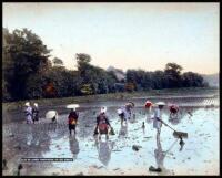 Japanese Photo Album, Hand-Colored