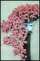 Chrysanthemums of Japan