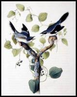 Lot of 40 hand-colored lithographed plates from the octavo edition of The Birds of America