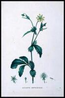 Collection of 53 stipple-engraved botanical prints, all but one hand-colored