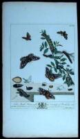 Lot of 13 hand-colored copper-engraved plates of butterflies, moths, cocoons, etc.