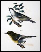 38 hand-colored lithographed plates of Birds