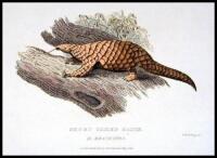 50 copper-engraved plates, nearly all hand-colored, most of quadrupeds, a few of birds