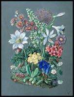 Wild Flowers of Switzerland; or, A Year Amongst the Flowers of the Alps