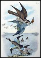 The Birds of North America: One Hundred and Nineteen Artistic Colored Plates Representing the Different Species and Varieties, Drawn and Colored from Nature, Including a Copious Text Giving a Popular Account of Their Habits and Characteristics, Based on O