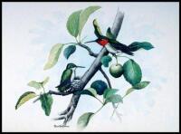 Ruby-throated Hummingbird, Trochilus colubris
