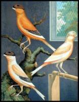 The Illustrated Book of Canaries and Cage-Birds, British and Foreign