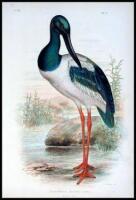 The Birds of Australia, Comprising Three Hundred Full-Page Illustrations, with a Descriptive Account of the Life and Characteristic Habits of Over Seven Hundred Species