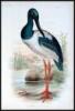 The Birds of Australia, Comprising Three Hundred Full-Page Illustrations, with a Descriptive Account of the Life and Characteristic Habits of Over Seven Hundred Species