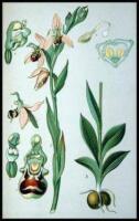 Die Orchidaceen Deutschlands, Deutsch-Oesterreichs und der Schweiz