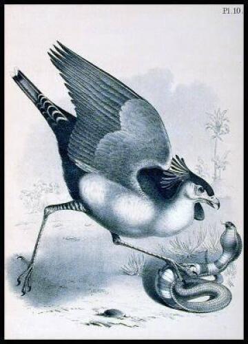 Studer's Popular Ornithology. The Birds of North America: Drawn and Colored from Life by Theodore Jasper, M.D