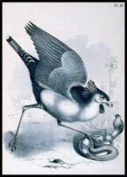 Studer's Popular Ornithology. The Birds of North America: Drawn and Colored from Life by Theodore Jasper, M.D