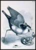 Studer's Popular Ornithology. The Birds of North America: Drawn and Colored from Life by Theodore Jasper, M.D