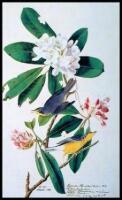 The Original Water-Color Paintings by John James Audubon for The Birds of America