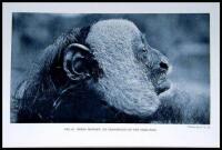 Tropical Wild Life in British Guiana