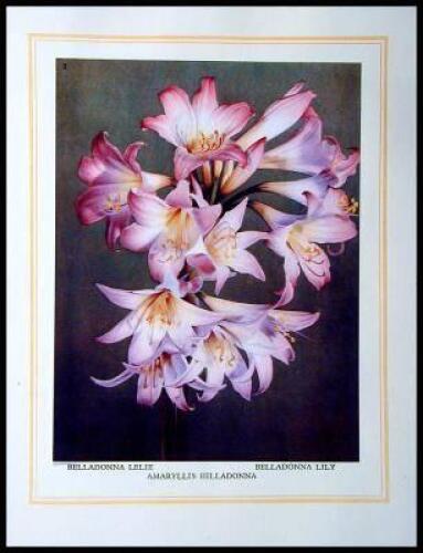 Our South African Flora / Ons Suid-Afrikaanse Plantegroei