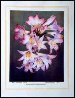 Our South African Flora / Ons Suid-Afrikaanse Plantegroei