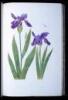 The Genus Iris