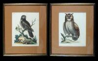 Two hand-colored copper engravings of owls