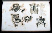 Anatomical Studies of the Bones and Muscles, for the use of artists, from drawings by the late John Flaxman, Esq. R.A.